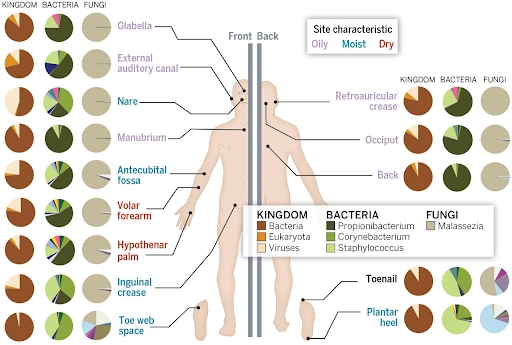 BODY Microbiome