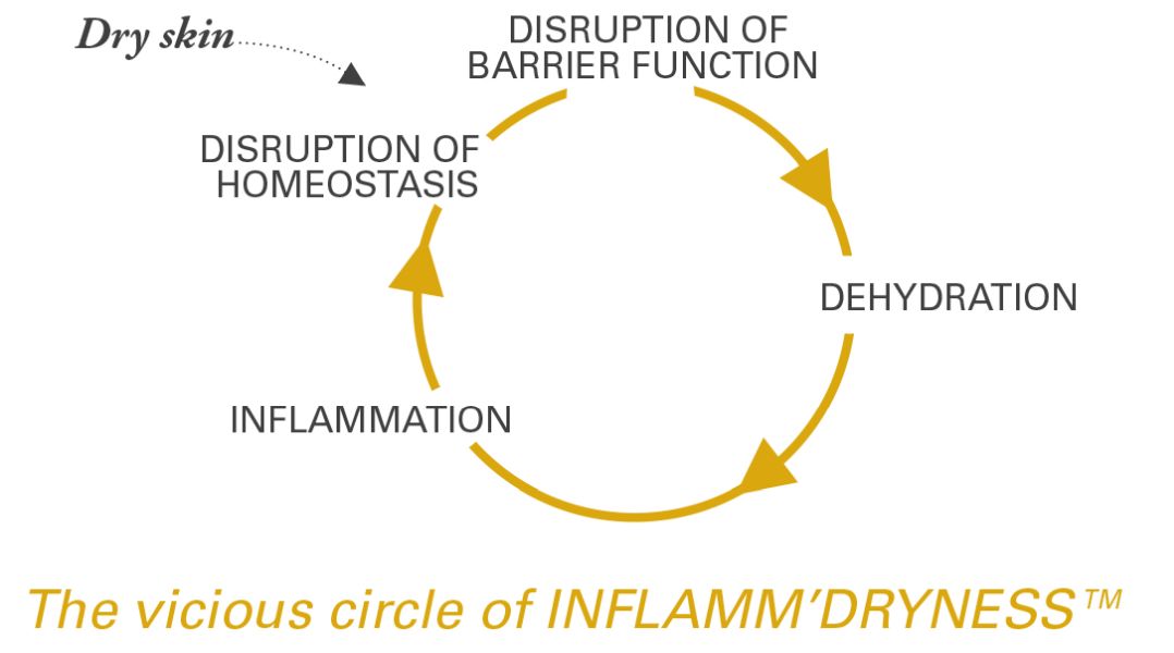 Inflamm’dryness™ vicious circle