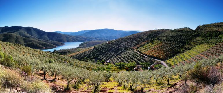 Olive groves in Spain